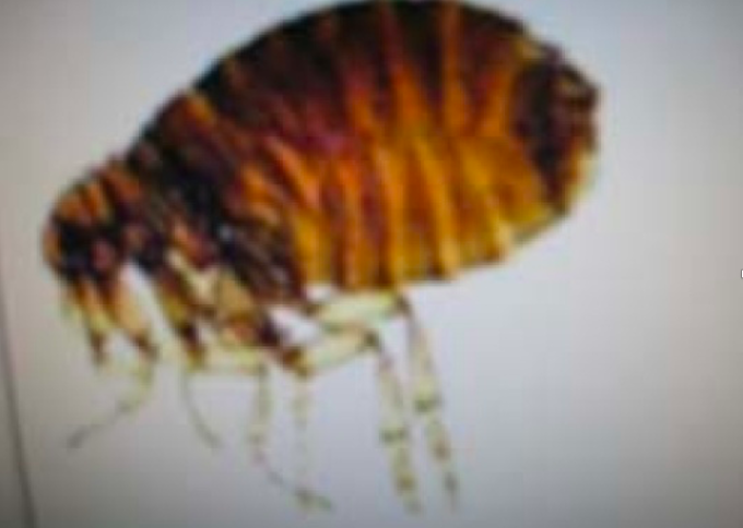 Hình ảnh bọ chét. Ảnh: Bệnh viện cung cấp