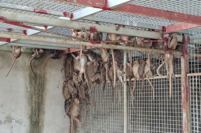 Số động vật hoang dã được phát hiện trên xe khách. Ảnh: Công an cung cấp