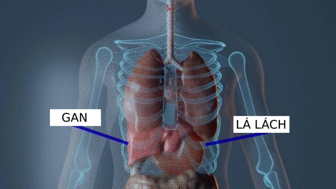 Vị trí gan và lá lách trong cơ thể. Đồ họa: NBC